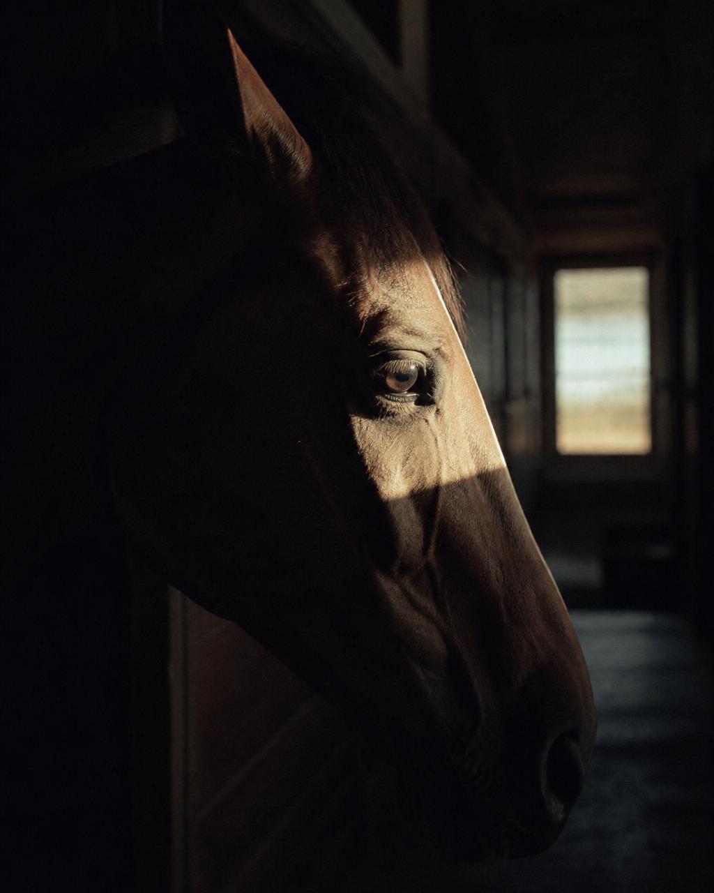 A horseman standing with a Thoroughbred in a darkened shedrow